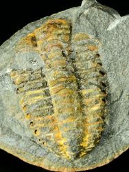 Trilobit Placoparia cambriensis