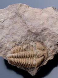 Trilobit Conocoryphe cirina